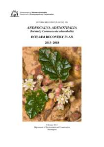 INTERIM RECOVERY PLAN NO[removed]ANDROCALVA ADENOTHALIA (formerly Commersonia adenothalia)  INTERIM RECOVERY PLAN