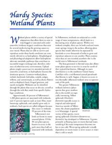 ❀  J. Whipple etland plants exhibit a variety of special adaptations that allow them to exist in