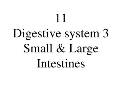 11 Digestive system 3 Small & Large Intestines  Duct