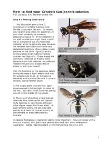 How to find your Cerceris fumipennis colonies P.D. Careless, S.A. Marshall and B. Gill Step #1 Finding Good Sites: You should be able to find C. fumipennis in suitable habitats from Florida to southern Ontario. To narrow