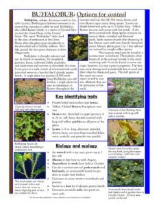 BUFFALOBUR: Options for control Buffalobur, a class - A noxious weed in Lincoln County, Washington (Solanum rostratum) is an annual that reproduces solely by seed. Buffalobur, also called Kansas thistle, is a native of C