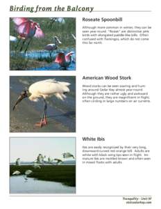 Herons / Ardea / Great Egret / Egret / Little Blue Heron / Ibis / Cattle Egret / Shollenberger Park / Birds of North America / Ornithology / Wading birds