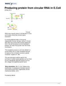 Producing protein from circular RNA in E.Coli