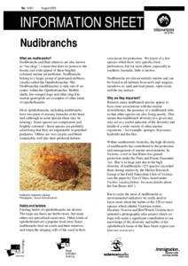 Nudibranch / Nudipleura / Opisthobranchia / Neville Coleman / Sea slug / Phyllidiidae / Cadlinidae / Phyllidiopsis fissuratus / Rostanga pulchra / Heterobranchia / Phyla / Protostome