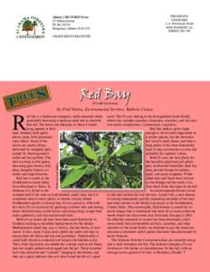 Persea / Medicinal plants / Papilio palamedes / Lauraceae / Sassafras / Laurel wilt / Cinnamomum / Magnoliids / Laurales / Plant taxonomy