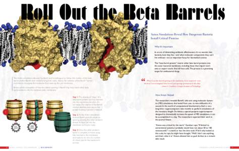 Roll Out the Beta Barrels Anton Simulations Reveal How Dangerous Bacteria Install Critical Proteins Why It’s Important In an era of diminishing antibiotic effectiveness, it’s no wonder that bacteria, how they live—
