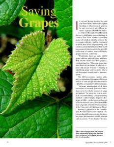Grape / Finger Lakes AVA / Melon de Bourgogne / Hybrid grapes / Viticulture / Wine / Agriculture