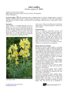 yellow toadflax Linaria vulgaris P. Miller Synonyms: Linaria linaria (L.) Karst. Other common name: butter and eggs, flaxweed, ramsted, wild snapdragon Family: Plantaginaceae Invasiveness Rank: 69 The invasiveness rank i