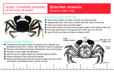 GUIDE TO MARINE INVADERS IN THE GULF OF MAINE Eriocheir sinensis Chinese mitten crab