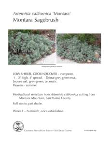 Artemisia 'Montara'.indd