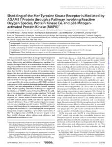 THE JOURNAL OF BIOLOGICAL CHEMISTRY VOL. 286, NO. 38, pp–33344, September 23, 2011 © 2011 by The American Society for Biochemistry and Molecular Biology, Inc. Printed in the U.S.A. Shedding of the Mer Tyrosine 