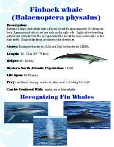 Finback whale (Balaenoptera physalus) Description: Extremely large, dark whale with a falcate dorsal fin approximately 2/3 down the back. Asymmetrical white jaw line only on the right side. Light colored swirling pattern