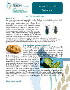 Potato Flea Beetle Epitrix spp. Plant Pest Information Note