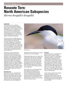 U.S. Fish & Wildlife Service  Roseate Tern: North American Subspecies Sterna dougallii dougallii