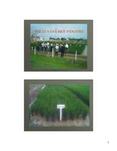 THE GUYANA RICE INDUSTRY  1 The Guyana Rice Industry The Rice Industry is the one of the