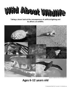 Taking a closer look at the consequences of artificial lighting and its affects on wildlife. Images by U.S. Department of Interior, Fish & Wildlife Service  Ages 6-12 years old