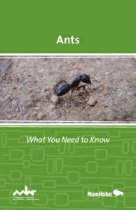 Ants  What You Need to Know What are ants? Ants are small insects that can carry more than 25 times their