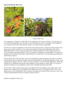 Star of the Week: Wax Tree  Fruits of Wax Tree The impression of “Autumn” usually links to the spectacular red leaves in forests. In Hong Kong, we do not have that splendid view, however, we can still spot one or two