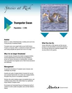 Species at Risk  Trumpeter Swan Population – 1,700  Habitat
