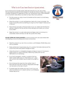 What to do if you have found an injured animal. If you have found an injured animal, here are some tips you can use to help. First and foremost please DO NOT attempt to handle any kinds of snakes, bats, adult wallabies, 