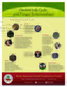 Orchid Life Cycle and Fungal Relationships Fungi Each orchid life stage is dependent on specific fungi, but very few of