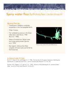 Aquatic Invasive Species of the Great Lakes  Zooplanktor Spiny water flea Bythotrephes cederstroemi Quick Facts:  Classification: Predatory crustacean