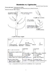 Graminées vs. Cypéracées (déc.2013, Daniel Chicouène) Plan de cette page : Comparaison des épillets Détermination par les inflorescences pour le Massif Armoricain Extrait de Chicouène 1998, in ERICA