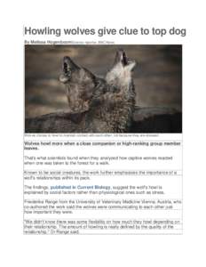 Howling wolves give clue to top dog By Melissa HogenboomScience reporter, BBC News Wolves choose to howl to maintain contact with each other, not because they are stressed  Wolves howl more when a close companion or high