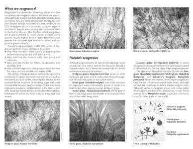 Ron Phillips  Seagrasses are grass-like flowering plants that live completely submerged in marine and estuarine waters. Although seagrasses occur throughout the coastal areas of Florida, they are most abundant in Florida