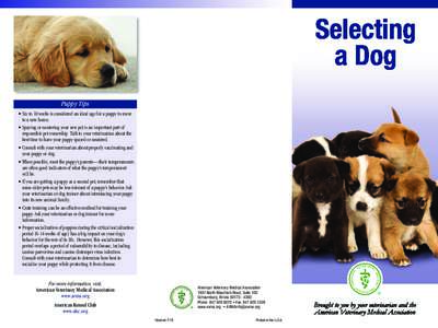 Selecting a Dog (English)