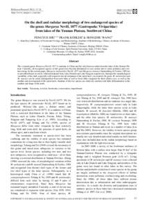 On the shell and radular morphology of two endangered species ofthe genus Margarya Nevill, 1877 (Gastropoda: Viviparidae) from lakes of the Yunnan Plateau, Southwest China