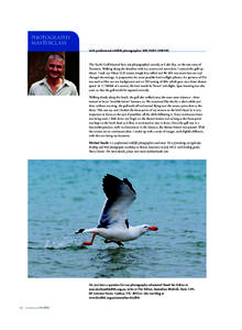 PHOTOGR APHY MASTERCLASS with professional wildlife photographer, MICHAEL SNEDIC The Pacific Gull featured here was photographed recently at Coles Bay, on the east coast of Tasmania. Walking along the shoreline with my c