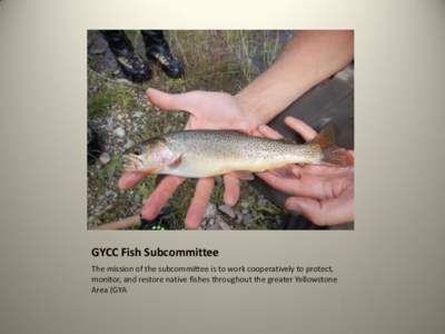 GYCC Fish Subcommittee The mission of the subcommittee is to work cooperatively to protect, monitor, and restore native fishes throughout the greater Yellowstone Area (GYA  Membership