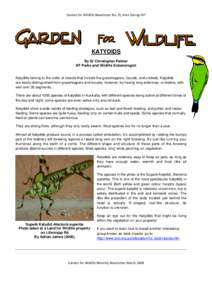 Garden for Wildlife Newsletter No. 9), Alice Springs NT  KATYDIDS By Dr Christopher Palmer NT Parks and Wildlife Entomologist