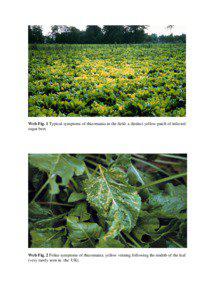 Web Fig. 1 Typical symptoms of rhizomania in the field: a distinct yellow patch of infected sugar beet.