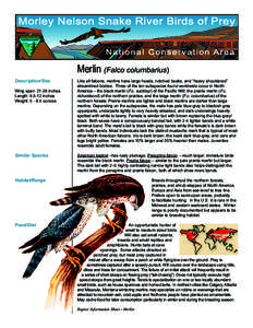 Morley Nelson Snake River Birds of Prey National Conservation Area Merlin (Falco columbarius) Description/Size Wing span: 21-26 inches