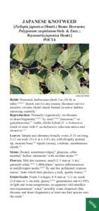 Plant reproduction / Flora of Japan / Fallopia / Invasive plant species / Japanese knotweed / F. japonica / Polygonum / Clonal colony / Rhizome / Polygonaceae / Biology / Botany
