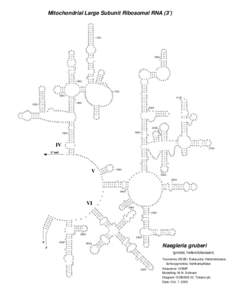 Mitochondrial Large Subunit Ribosomal RNA (3’) A U U U G