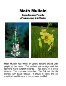 Moth Mullein Snapdragon Family (Verbascum blattaria)  Moth Mullein has white or yellow flowers tinged with