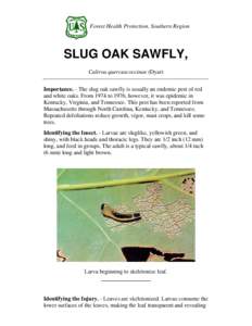Forest Health Protection, Southern Region  SLUG OAK SAWFLY, Caliroa quercuscoccinae (Dyar) Importance. - The slug oak sawfly is usually an endemic pest of red and white oaks. From 1974 to 1976, however, it was epidemic i