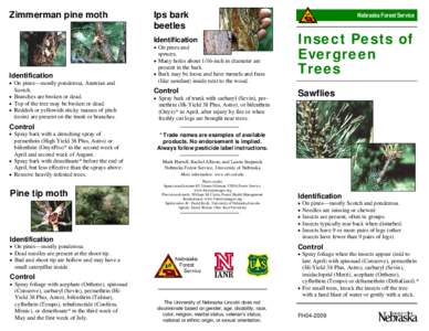 Zimmerman pine moth  Ips bark beetles Identification • On pines and