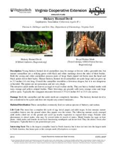 Hyalophora cecropia / Hickory / Caterpillar / Attacus atlas / Saturniidae / Moth / Antheraea polyphemus / Lepidoptera / Ceratocampinae / Citheronia regalis