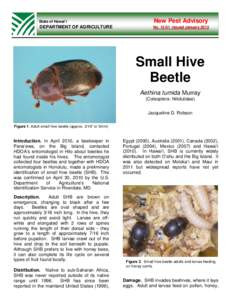 State of Hawai‘i  New Pest Advisory DEPARTMENT OF AGRICULTURE