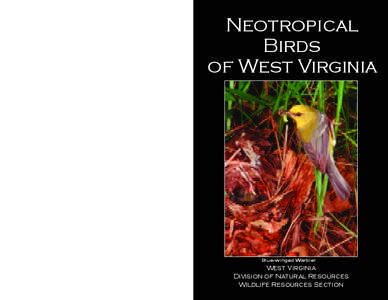 Neotropical Birds of West Virginia Blue-winged Warbler