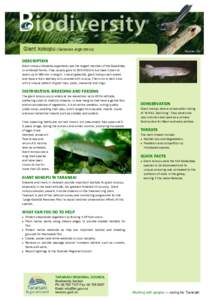 Biodiversity information sheet: Giant kokopu - Taranaki Regional Council
