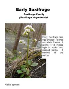 Early Saxifrage Saxifrage Family (Saxifraga virginiensis)  Early Saxifrage has