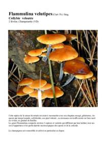 Flammulina velutipes (Curt: Fr.) Sing. Collybie veloutée 2 février, Champmartin (VD) Cette espèce de la saison hivernale est aisée à reconnaitre avec son chapeau orangé, gélatineux, visqueux par temps humide, coll