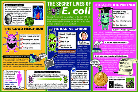 So what IS an E. coli?  E. coli E. coli is a bacterium; a one-celled organism that is too small to see by the naked eye; it