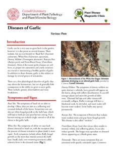 iseases of Garlic D Various Pests Introduction Garlic can be a very easy-to-grow herb in the garden,