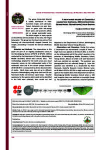 Note  Journal of Threatened Taxa | www.threatenedtaxa.org | 26 May 2015 | 7(6): 7302–7304 The genus Comostola Meyrick is widely distributed in IndoAustralian tropics and subtropics.